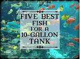 Photos of How Many Fish In A 10 Gallon Tank