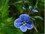 Blue Wild Flower Images