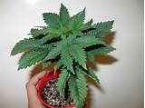 Small Marijuana Plant Pictures