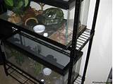 Images of Reptile Tank Shelves