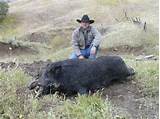 Images of Boar Hunting Outfitters