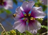 Images of Best Purple Flowers For Your Garden