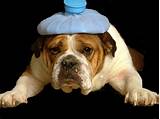 Dog Headache Treatment Pictures