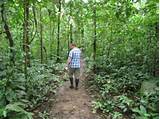 Hiking The Amazon Rainforest Photos
