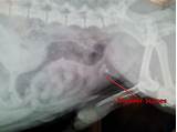 Dog Bladder Stones Surgery Recovery Photos