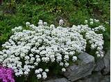 Images of Evergreen Ground Cover With White Flowers