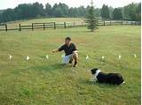 Pictures of How Much Is An Electric Fence For Dogs