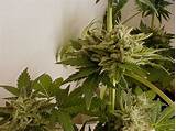 What You Need To Grow Marijuana Indoors Images