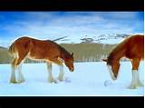 Clydesdale Commercials Super Bowl Pictures