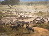 Images of Where Is The Serengeti National Park