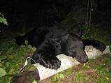 Pictures of Bear Outfitters Ontario