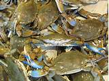 Blue Crab Market Photos