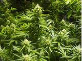How To Grow Big Marijuana Plants Pictures