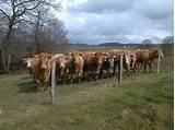 Photos of Fence For Cows
