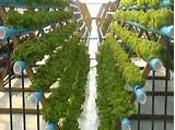 Images of Pvc Pipe Hydroponic Lettuce