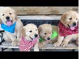 Photos of Therapy Golden Retrievers For Sale