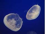 What Do Jelly Fish Eat Images