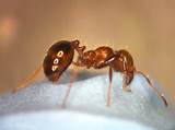 How Fire Ants Bite Images