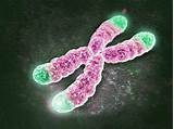 Pictures of Telomere Therapy Aging