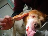 Pictures of Hemophilia In Dogs Treatment