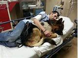 The Best Service Dogs Images