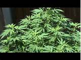 Photos of How To Grow Big Marijuana Plants