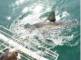 Pictures of White Shark Diving Company South Africa