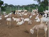 Images of Goat Farm