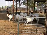 Goat Farm Photos