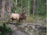 Pictures of Colorado Elk Outfitters