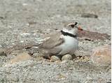 Facts About The Piping Plover Photos