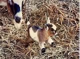 What Is The Smallest Goat You Can Get