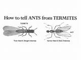 Images of Difference Between White Ants And Termites