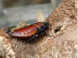 What Is A Hissing Cockroach Photos