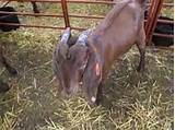 Photos of Goats Farming