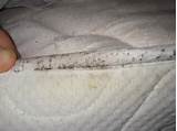 Mattress Cover To Prevent Bed Bugs Images