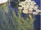 How Do You Control Algae In Fish Ponds Pictures