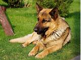 Pictures of German Shepherd Service Dog