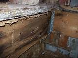 Images of Carpenter Ants House Damage