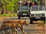 Photos of Bandhavgarh Safari Package