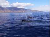 Pwf Whale Watching Maui Photos