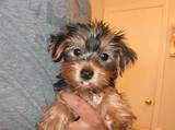 Pictures of Prices For Yorkies