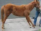 Photos of Lame Horse Treatment