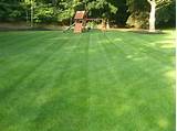 Natural Lawn Care Services Pictures