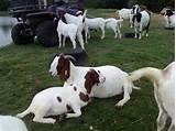 Boer Goats Texas Pictures