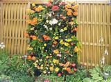 Living Wall Fence Panels Pictures