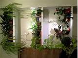 Plants On Wall Shelves Images