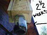 Diy Carpenter Bee Trap Plans Pictures