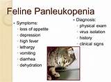 Feline Panleukopenia Treatment Photos