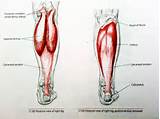 Photos of Pulled Calf Muscle Exercises